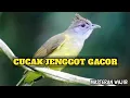Cucak Jenggot Gacor | Masteran Wajib Burung Kicau