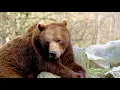 Brown Bear visit www Eyesight4Vision com Nature 4k Nature scape