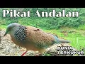 Download Lagu PIKAT TEKUKUR ANDALAN TURUN LAPANGAN ,..TARGET SUARA PETIR