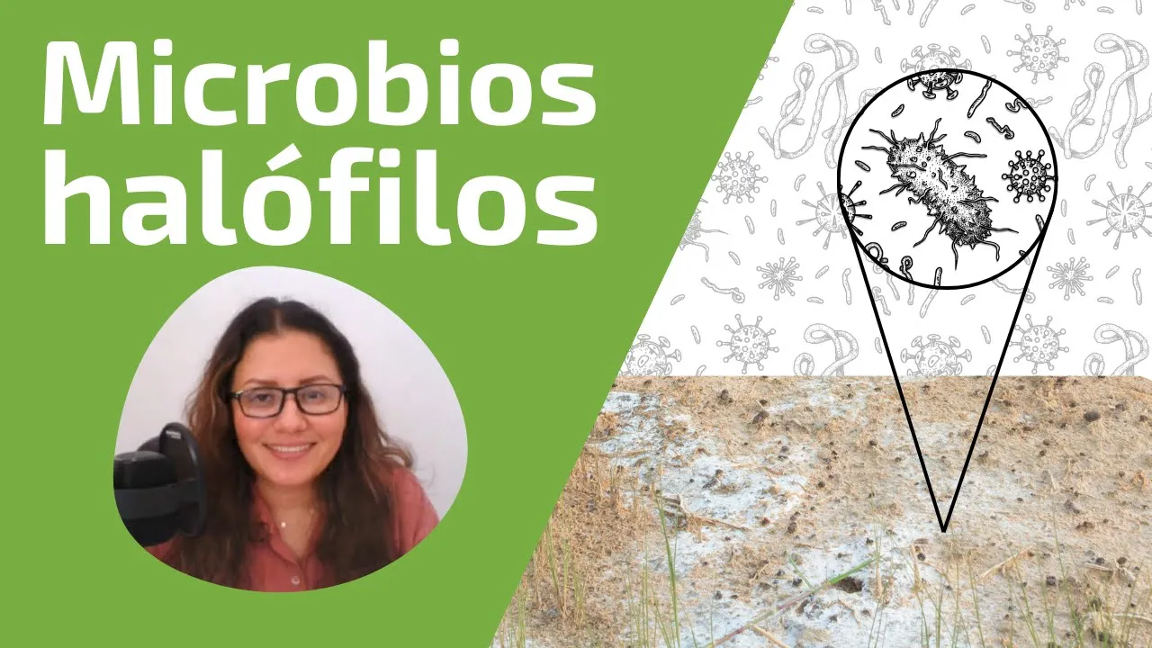 Microbios Halófilos / Armenia Velázquez