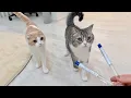Download Lagu 初めて猫たちの遺伝子検査をしてみたら結果がこうなりました…