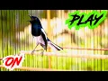Download Lagu KACER NGEPLAY BIKIN KACER LAIN CEPAT GACOR