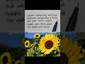 Download Lagu Naan enna solla vanthen oru nenjam than ariyum | Sembaruthi poove 🌺 song lyrics | Songedit | Part-1