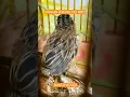 Download Lagu ANAKAN BURUNG CICI PADI #shortsvideo #cicipadi #burung