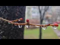 Сrystal lace winter Edgar Tuniyants