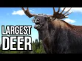 7 Of The Largest Deer Species In The World