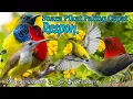 Download Lagu SUARA PIKAT SOGON KOMBINASI SEPAH RAJA DAN PIJANTUNG. SUARA PIKAT AMPUH..
