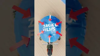 Why You Should Never Paint Your Turtle 