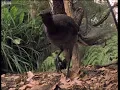 Attenborough: the amazing Lyre Bird sings like a chainsaw! Now in high quality | BBC Earth