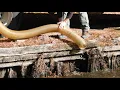 Virginia Department of Game and Inland fisheries Urban Trout Stocking Program