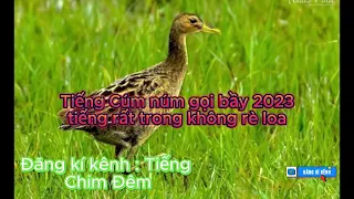 Download Tiếng cúm núm gọi bầy 2023 tiếng rất trong không rè loa - Tiếng chim đêm @tiengchimdemmientay MP3