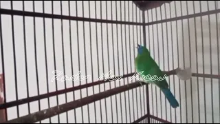 besetan kasar tembakan rapat