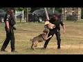 Scituate Hingham Police Departments K9 Demos at Safety Day 2026