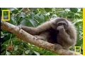 The Swinging Gibbon National Geographic