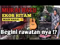 Download Lagu MURAI BATU EKOR HITAM MAIN ||  NAKAL ⁉️ Begini Rawatan nya ‼️