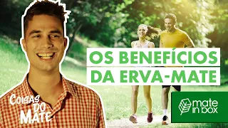 Os Benefícios da Erva-Mate - 9 MOTIVOS PARA COMEÇAR A TOMAR | Coisas do Mate