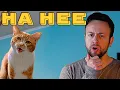 Download Lagu Chai Kichi x Spaul HA HEE (Singing Cat) KIFFNESS style AHENG HAHENG