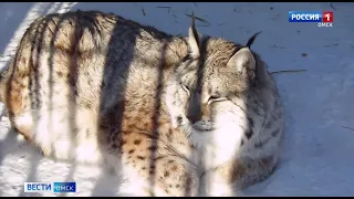 Чистокровный Бриллиант: в Большереченский зоопарк привезли дальневосточного леопарда