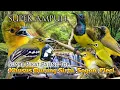 Download Lagu SUARA PIKAT KHUSUS BURUNG SIRTU DAN SOGON+PLECI. PALING TOP..