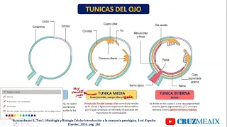HISTOLOGIA DEL OJO: TUNICAS ESCLEROTICA,  UVEA Y CAPAS DE LA RETINA