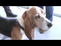 GV Wire Fresno Pet Stores Promote Rescue Shelters