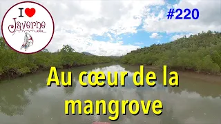 #220 Au cœur de la mangrove
