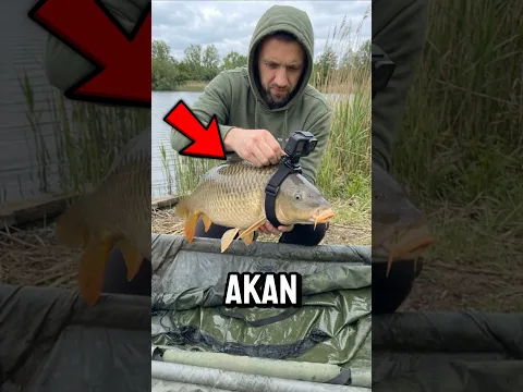 Pasang Kamera di Ikan, Rekamannya Bikin Kaget! 😱 | #shortsfeed