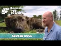 Neighbor s Shocking Complaint Sparks Concern for SPCA Full Episode Animal Pet Rescues