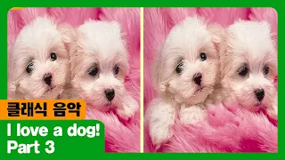 I Love A Dog I Part 3 I 클래식 음악 I The Adventures Of Miro 시즌2 21회 