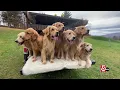 Frolic with golden retrievers near Stowe Vermont