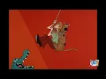 Lagu The New Scooby Doo Movies (Season 2) Ending Credits From TV Plus 7 (New Cropping Style)
