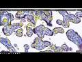 How to use a virtual microscope