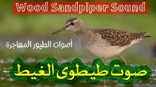 صوت طيطوى الغيط  زنزوني                         دندنها