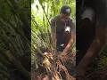 Download Lagu Sakau Rah Moadoal #pohnpei #culture #kava