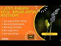 Lagu 5 JENIS BURUNG KECIL BAGUS UNTUK MASTERAN