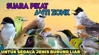 Download SUARA PIKAT ANTI ZONK‼UNTUK SEGALA JENIS BURUNG LIAR MP3