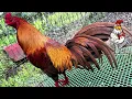 Understanding the Majestic Asil Rooster Breed
