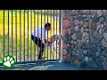 Download Lagu Man overcame his fear to save baby deer