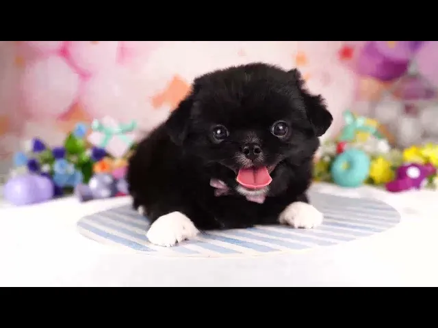 動画