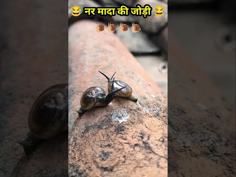 नर - मादा प्यार में धरा गया 😂😂 #comedy #realfools #mrchopravines #snail #funny #animal #viral