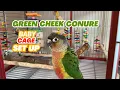 How I Set Up Green Cheek Conure Baby Cage
