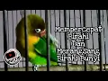 Download Lagu Pancingan Lovebird Jantan Birahi Tinggi Memancing Birahi Bunyi