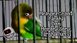 Download Pancingan Lovebird Jantan Birahi Tinggi Memancing Birahi Bunyi MP3