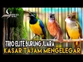 Download Lagu 🔴3 MASTERAN BURUNG JUARA‼️ - CUCAK CUNGKOK, TEPUS KEPALA ABU, CUCAK JENGGOT masuk murai batu, cendet