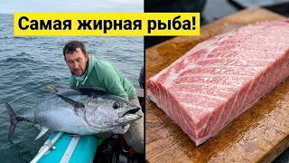 Здоровенный тунец! Самая жирная рыба!