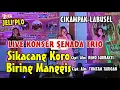 Download Lagu LIVE KONSER SENADA TRIO SIKACANG KORO - BIRING MANGGIS | CIKAMPAK LABUSEL