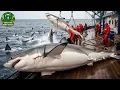 Lagu Cách Ngư Dân Nhật Bản Đánh Bắt 2.300 Tấn Hải Sản Mỗi Giờ – Quy Mô Khiến Cả Thế Giới Kinh Ngạc!
