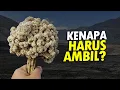 Lagu Bunga Abadi yang Terlarang (Edelweiss) #AlamSemenit