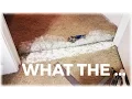 Pet damage carpet repair - pet damaged carpet