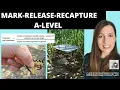 Mark-Release-Recapture A-level Biology Estimating population size of animals